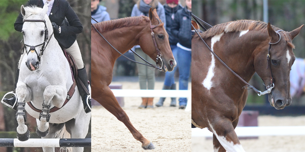 NCEA Honors Quentin, Jazz and Reggie as Top-10 Horses