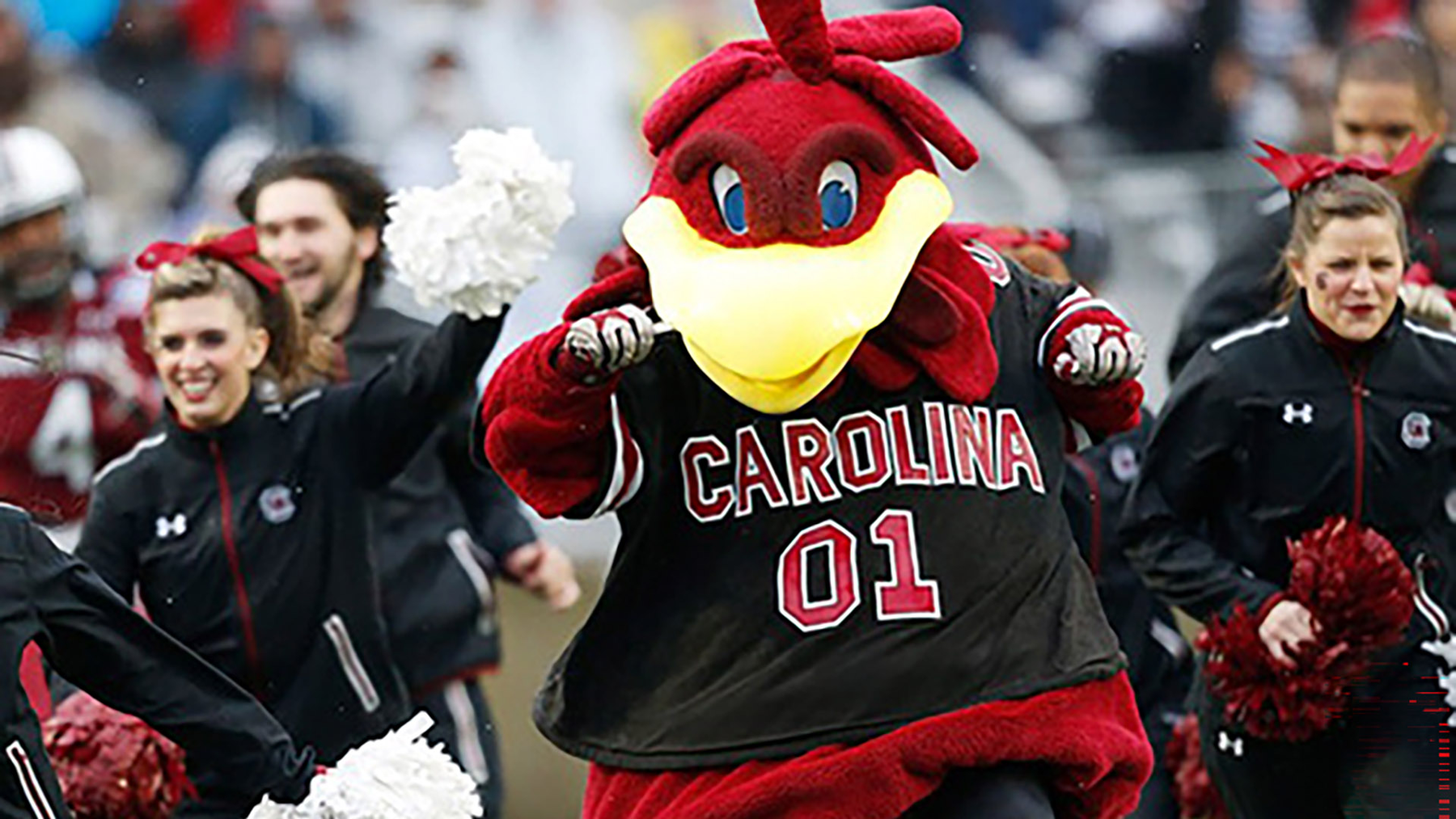South Carolina's Beloved Mascot Cocky Elected to Mascot Hall of Fame