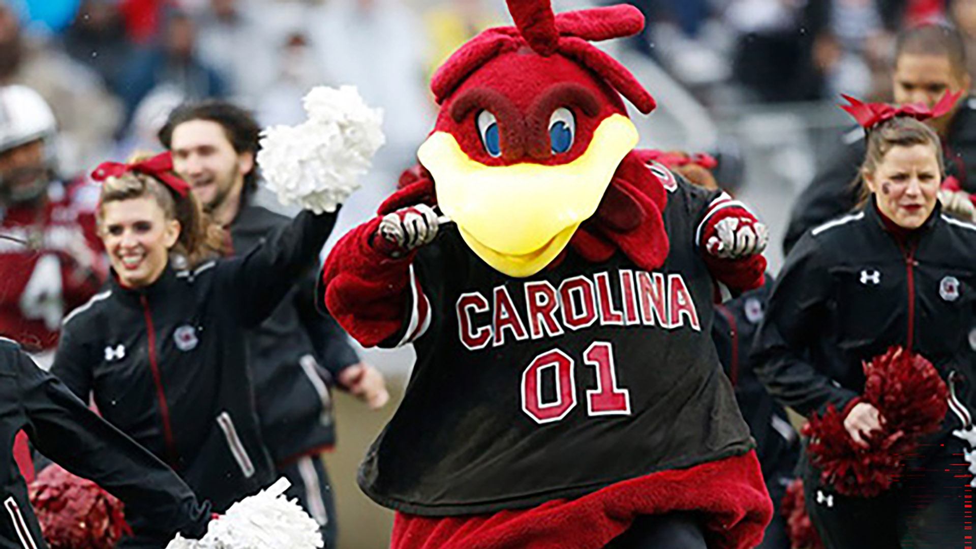 South Carolina's Beloved Mascot Cocky Elected to Mascot Hall of Fame