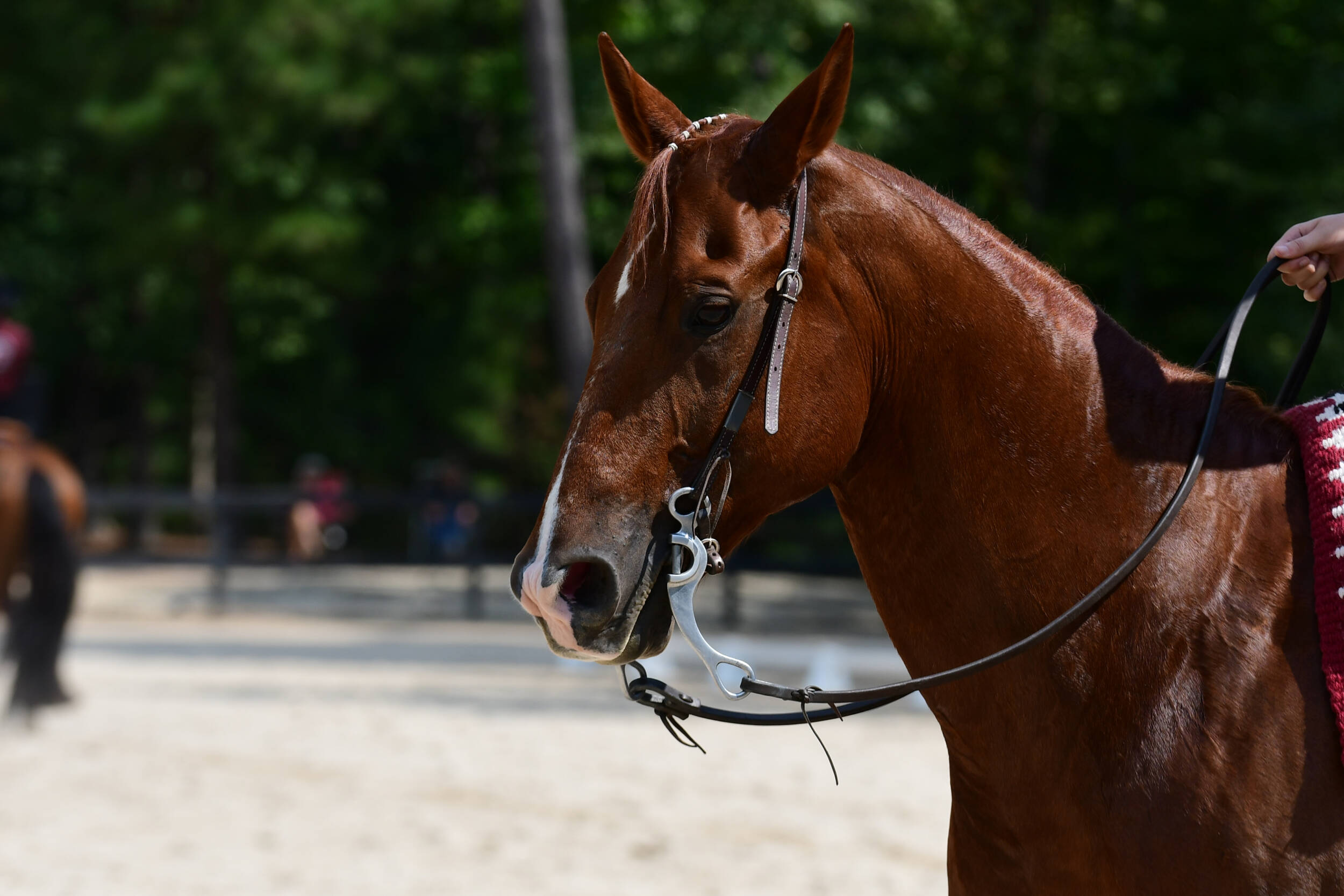 South Carolina Equestrian Ranked No. 10 in the Preseason