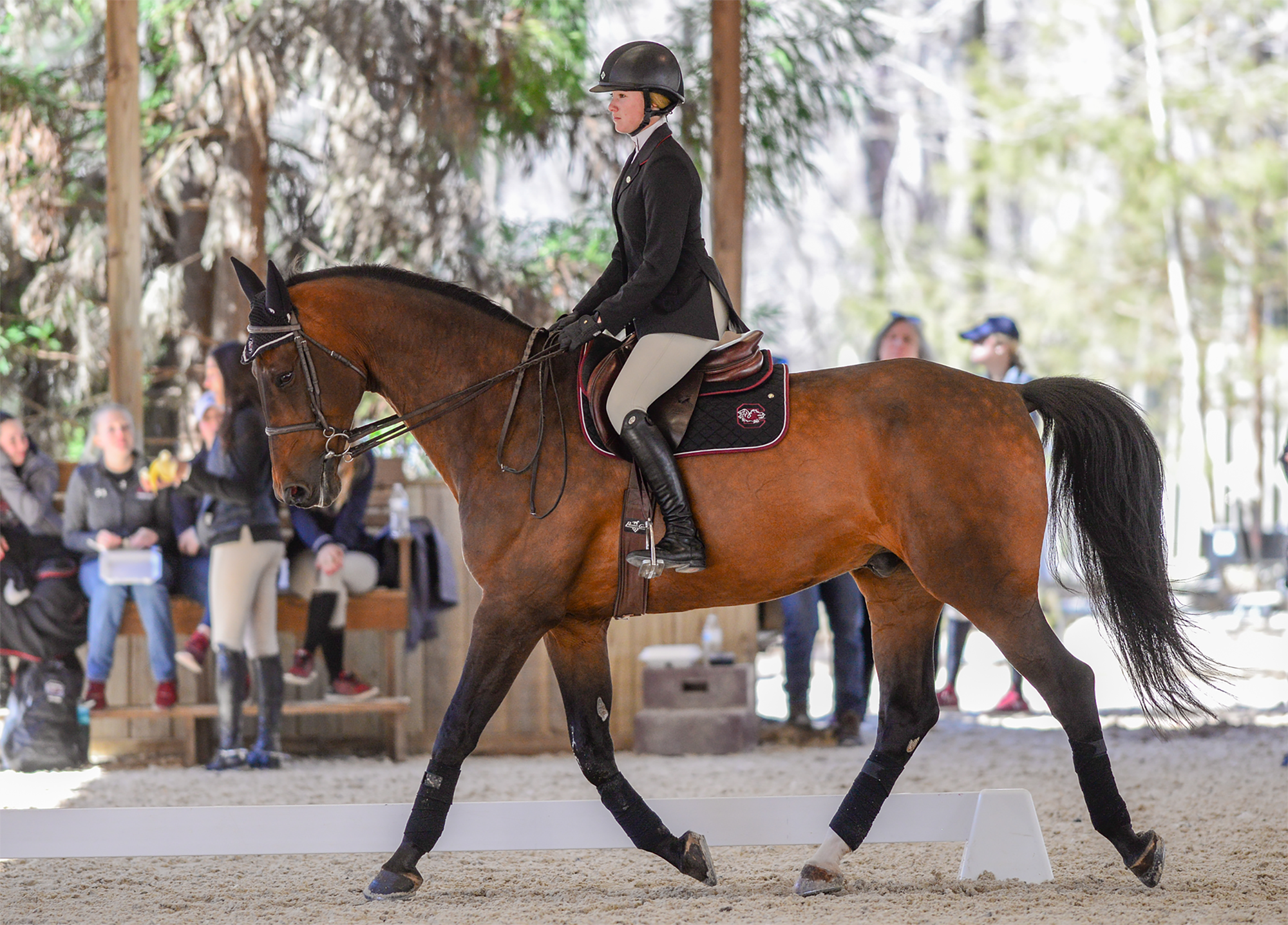 Volan Named NCEA Horse of the Month