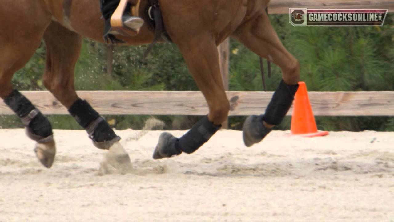 South Carolina Equestrian - SEC Championship