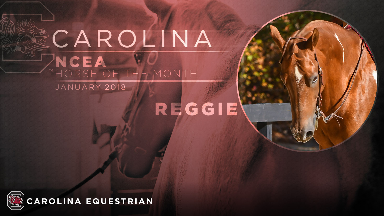 Reggie Named NCEA Horse of the Month